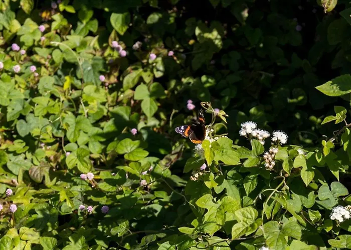 Cantinho Dos Cagarros