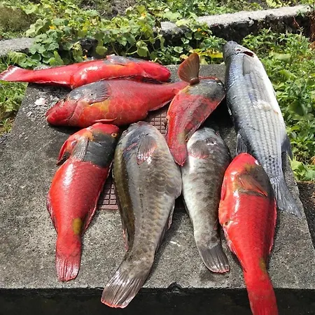 Cantinho Dos Cagarros 別荘 ラジェス・ド・ピコ