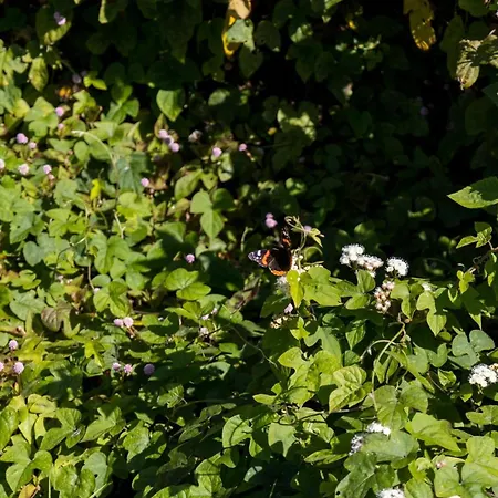 Cantinho Dos Cagarros