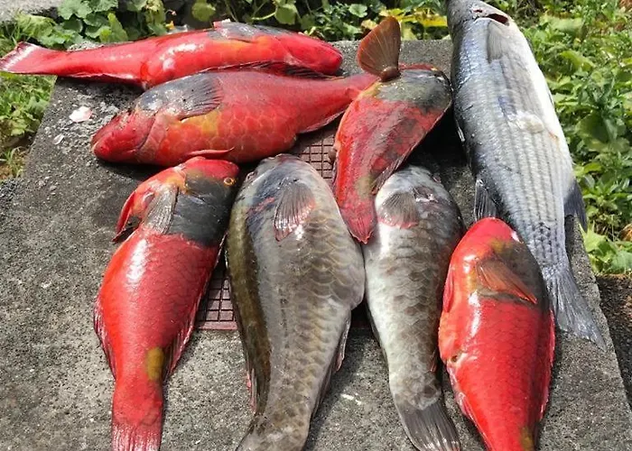 Cantinho Dos Cagarros Сasa de vacaciones Lajes do Pico