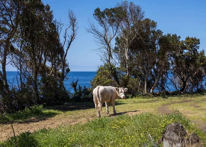 Сasa de vacaciones Cantinho Dos Cagarros Lajes do Pico